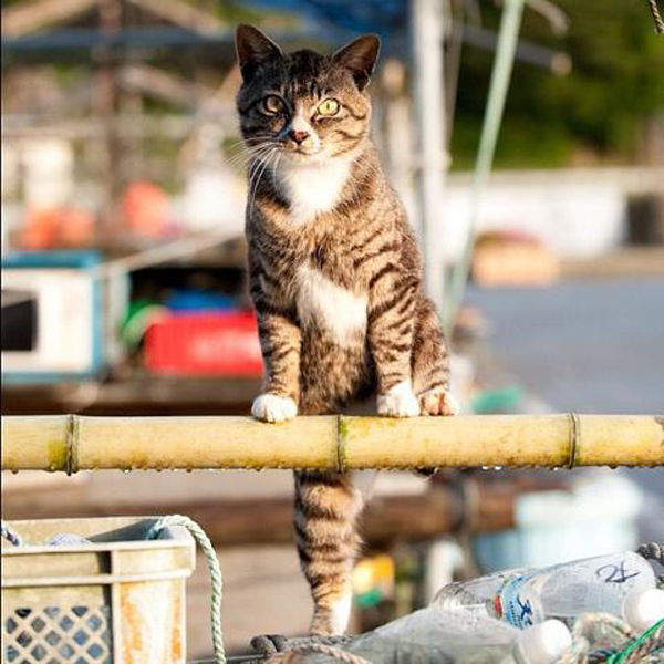 田代島被稱為「貓島」，島上的貓比人還要多。（圖片來源／取自http://yaroneko.blog55.fc2.com網站）