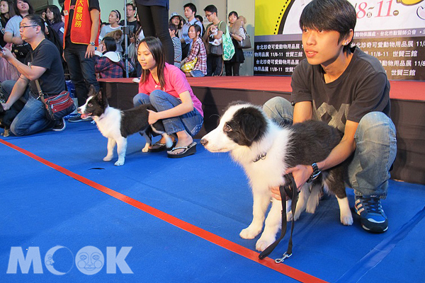 台北珍奇可愛動物展即日起登場。（圖片提供／上聯國際展覽）