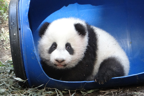 可愛的圓仔開心地玩著玩滾筒。（圖片來源／取自台北市立動物園官網）