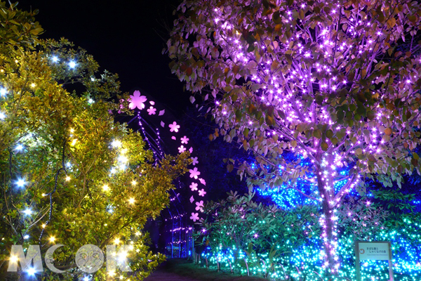 足利花公園利用30萬顆燈打造出日本四季。