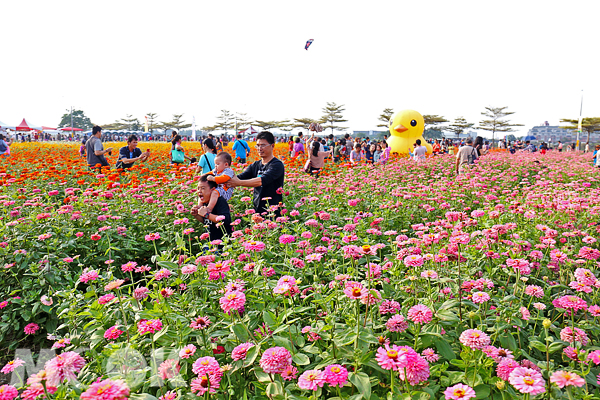 橋頭花海今年多了黃色小鴨，陪伴網友悠遊其中。（圖片提供／高雄市政府）