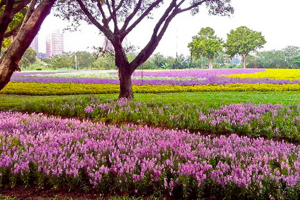 涼爽的秋日，騎著自行車到古亭河濱公園欣賞浪漫的水岸花毯。（圖片來源／取自戀戀河濱趴趴走粉絲團）