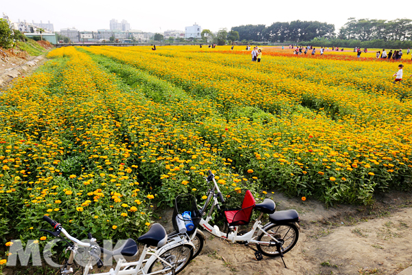 今年全區種植達40多公頃的波斯菊、百日草、向日葵及萬壽菊等花卉。（圖片提供／高雄市政府）