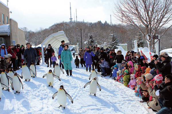 旭山動物園的企鵝散步已經成為眾人最期待的冬季活動。（圖片提供／TRAVELER Luxe旅人誌）