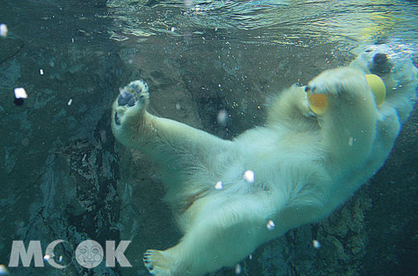 北極熊玩耍的逗趣模樣，讓人忍不住多按了幾下快門。（圖片提供／TRAVELER Luxe旅人誌）