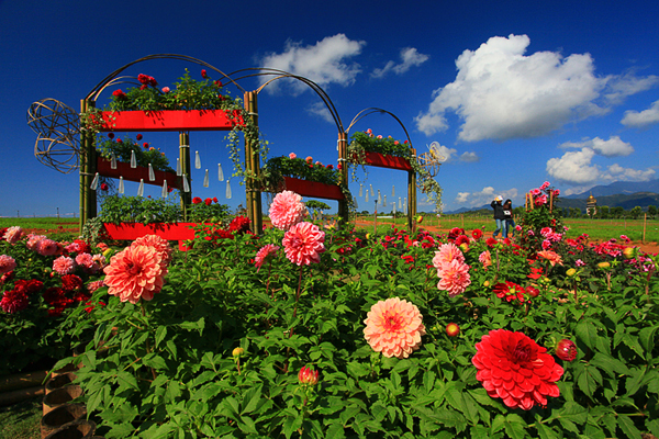 2013南投花卉嘉年華，即將在12月29日登場。（圖片來源／取自2013南投花卉嘉年華官網）