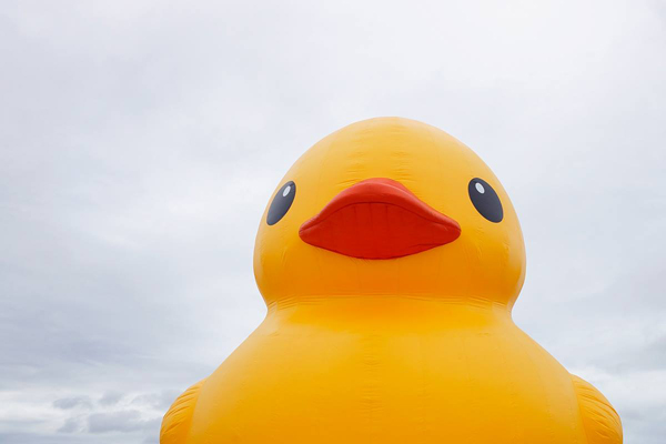 基隆黃色小鴨預計本週六重回海洋廣場。（圖片來源／取自黃色小鴨來基隆粉絲團）