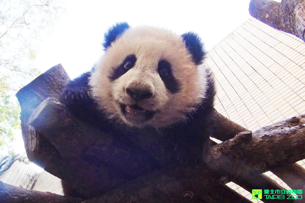 可愛的圓仔，即將在1月6日和大家見面。（圖片來源／取自台北市立動物園官網）