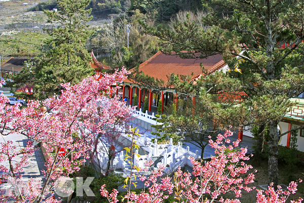 櫻花的季節即將到來，梨山賓館推出賞櫻專車吸引遊客。（圖片提供／梨山賓館）