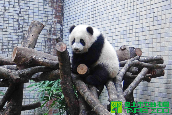 可愛的圓仔登上美國、日本媒體版面。（圖片來源／取自台北市立動物園官網）