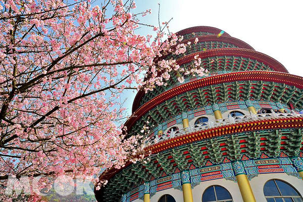 新北市櫻花逐漸綻放，也為櫻花季揭開序幕。（圖片提供／新北市政府農業局，攝影：張秀凰）