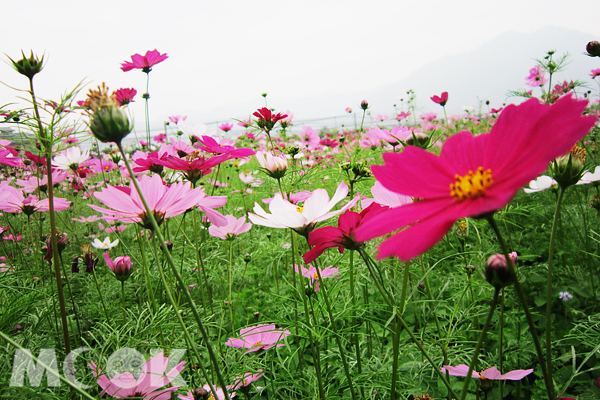 今年的美濃花海活動推出「美意濃情遊花海-花田餐桌饗宴」套裝行程限量套裝行程，可賞花、遊美濃、吃美食。（圖片提供／美濃區公所）