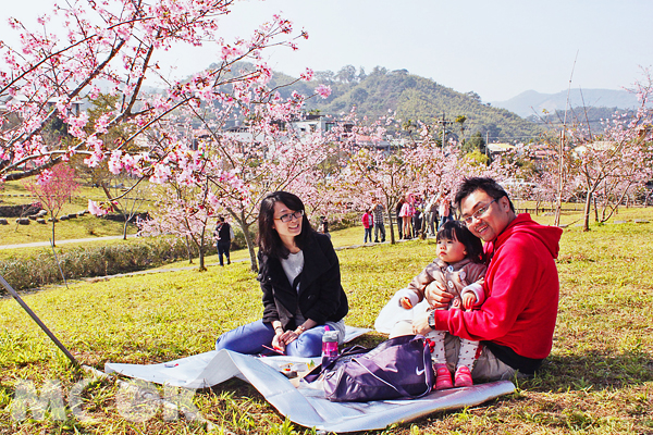 鹿谷小半天石馬公園櫻花已開花約八成，此刻前往賞櫻正是時候。（圖片提供／南投縣政府觀光處）