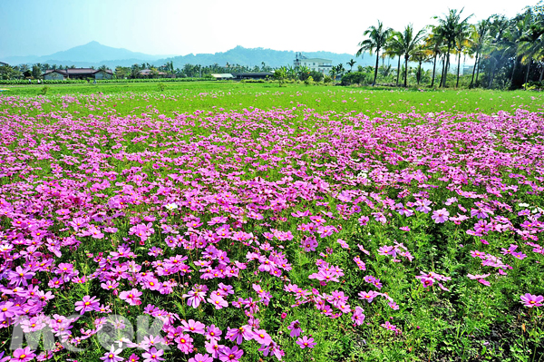 璀璨的花海將持續至2月底。（圖片提供／高雄市政府）