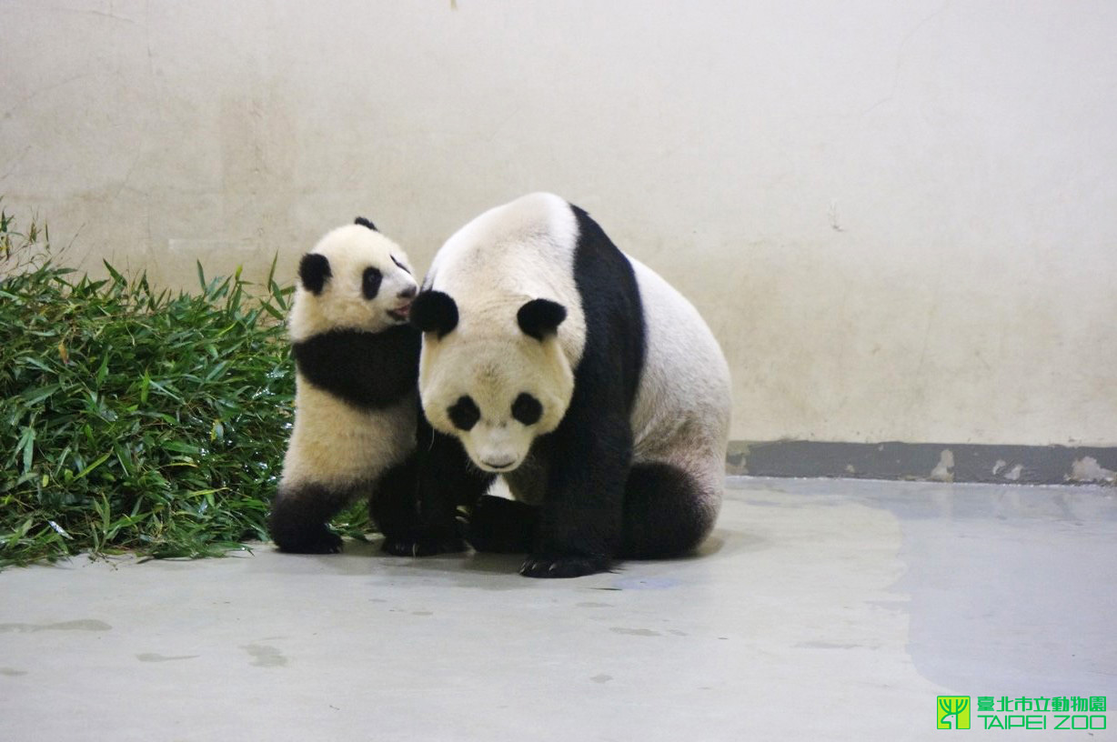 圓仔是台北市立動物園人氣最火紅的明星。（圖片來源／取自台北市立動物園官網）