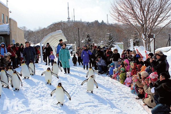 旭山動物園冬季限定企鵝散步，其實原本只是個企鵝減重計畫。（攝影／TRAVELER Luxe旅人誌廖弘欣）