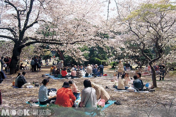 帶著點心與野餐墊與親友一同享受櫻花樹下的美好時光。(圖片／墨刻編輯部)