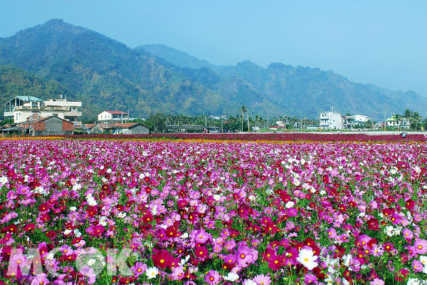 高雄美濃、杉林、六龜三區花海即日起登場。（圖片提供／美濃區公所）