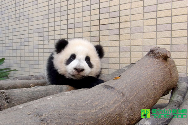 春節可愛小旅行，讓全家大小笑開懷。（圖片來源／取自台北市動物園官網）