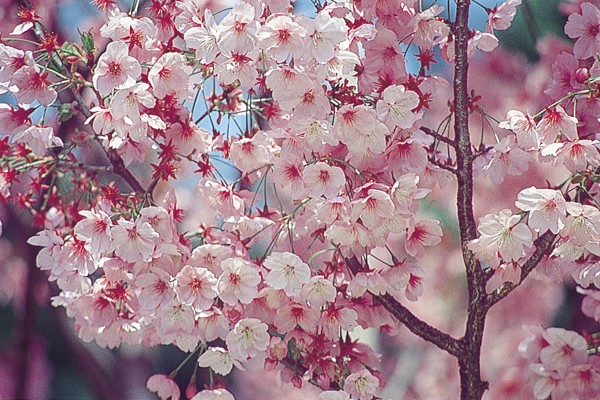 日本櫻花綻放，每年吸引大量旅客前來賞櫻。（圖片提供／墨刻編輯部）