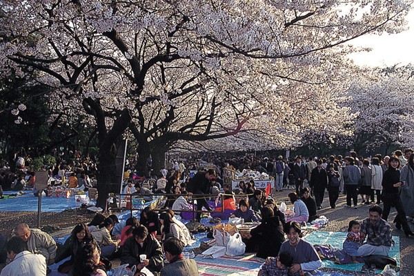 上野恩賜公園今年的櫻花祭約在3月下旬～4月上旬。（圖片提供／墨刻編輯部）
