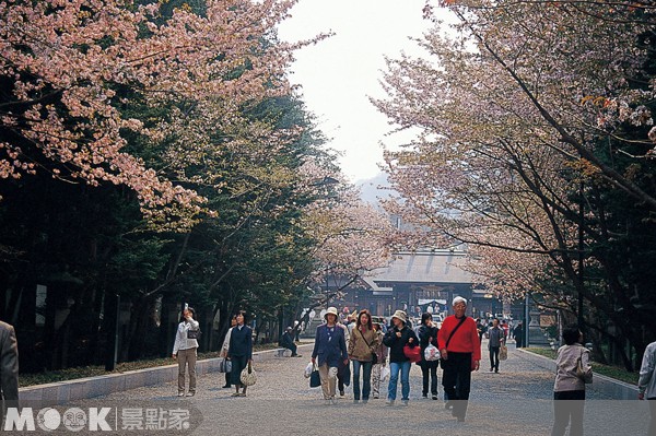 北海道神宮的花期為四月下旬到五月上旬。（圖片提供／墨刻編輯部）