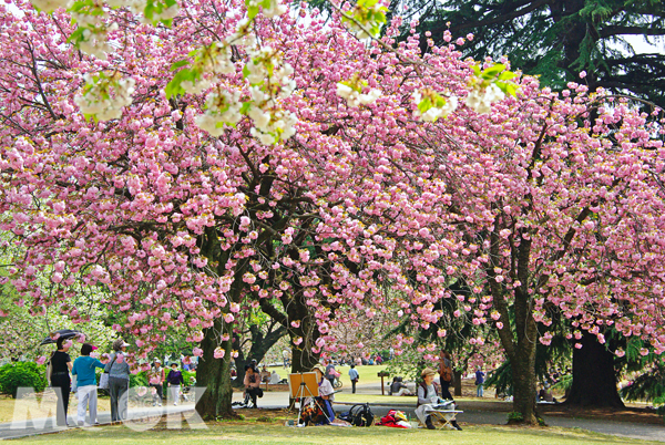 在璀璨的櫻花下，以畫筆留下年度美景。（圖片提供／日本交流協會台北事務所）