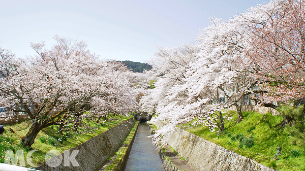 櫻花怒放，展現蓬勃的春日生氣。（圖片提供／日本交流協會台北事務所）