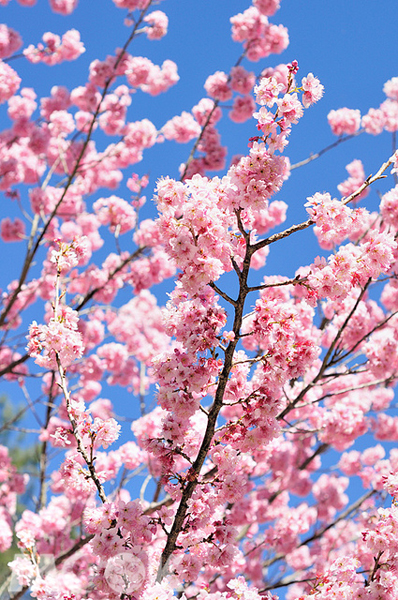 綻放枝頭的櫻花，也是攝影愛好者每年必拍的主題。（攝影／陳冠鑫）