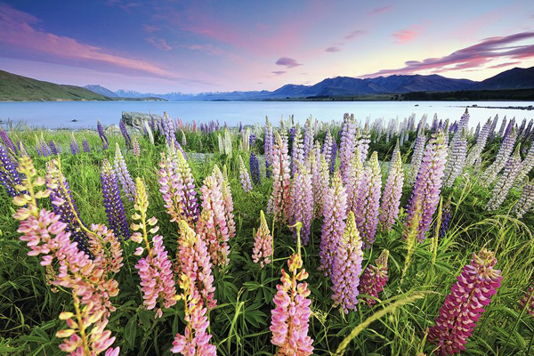 暢遊紐西蘭南島的美，讓人難忘。（圖片來源／取自photovide.com）