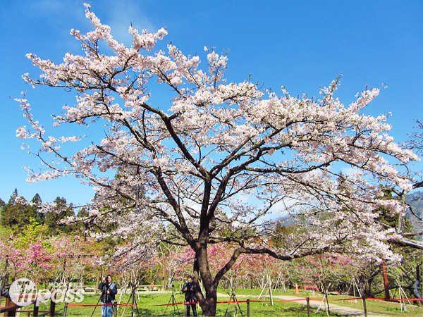 阿里山櫻花季盛名遠播，每年均吸引大批遊客前往一睹風采。（圖片提供／嘉義林區管理處）