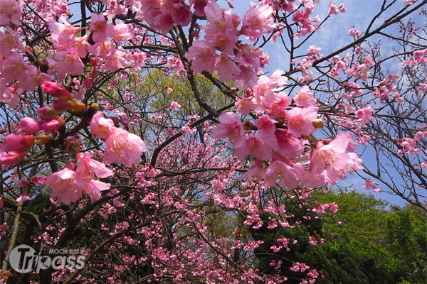 2013陽明山花季已於年初三啟動，每遇晴朗好天氣，粉色櫻花搭配藍天美不勝收！（圖片提供／MOOK景點家旅遊生活網張盈盈攝影）
