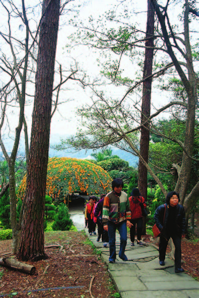 沿坡生長的櫻花、杜鵑花、山茶花、梅花，構成美麗景致。（圖片提供／墨刻編輯部）