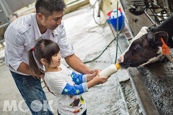 近距離餵養乳牛小寶寶喝純淨鮮乳。（圖片提供／知本老爺大酒店）