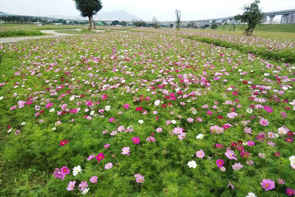 新北市河濱公園的美麗波菊開放民眾摘回家。（圖片提供／新北市政府）