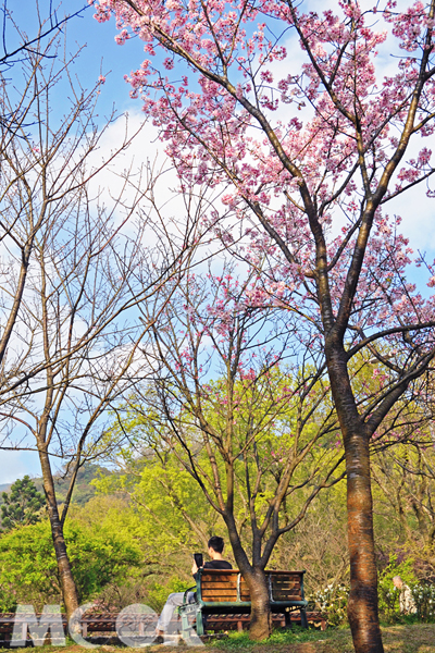 在櫻花樹下，享受一人的輕鬆時光。（攝影／MOOK景點家旅遊生活網陳冠鑫）