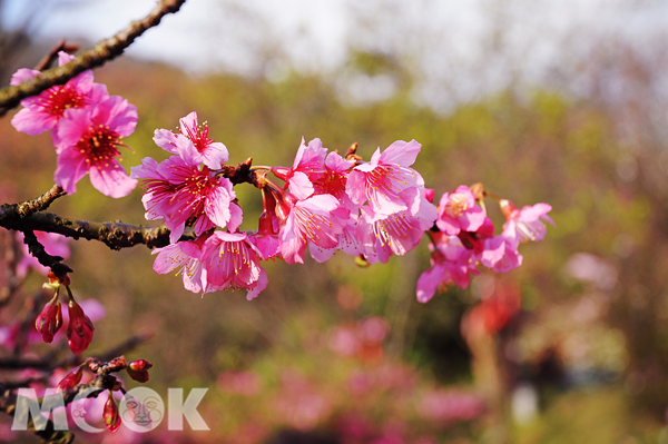 櫻花的綻放，宣告著春天的到來。（攝影／MOOK景點家旅遊生活網陳冠鑫）