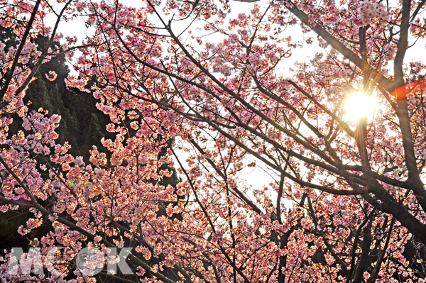 夕陽西下的櫻花，展現出不同於日間的風情。（攝影／MOOK景點家旅遊生活網陳冠鑫）