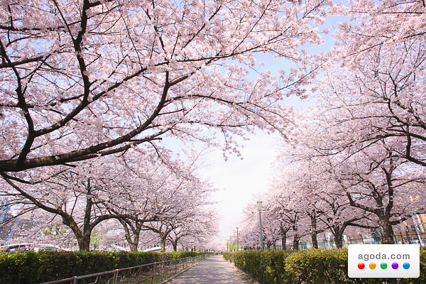 Agoda.com邀大家飛往日本，漫步在翩翩飛舞的櫻花雨間。（圖片提供／Agoda.com）