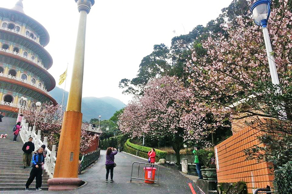 天元宮櫻花進入盛開階段，網友們得把握機會。（圖片來源／取自淡水天元宮花況報導粉絲團）