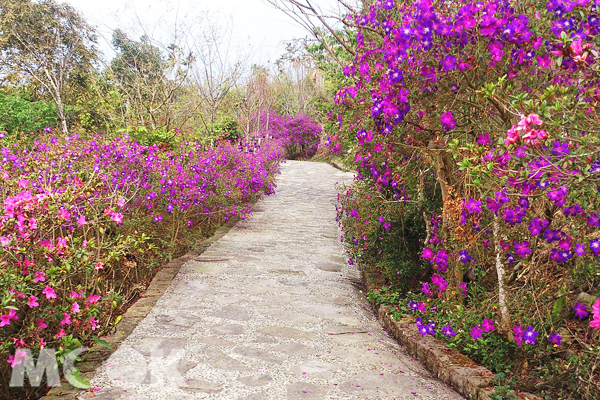 此刻正是前往台南梅嶺登山步道賞紫牡丹的好時機。（圖片提供／台南市政府觀光旅遊局）
