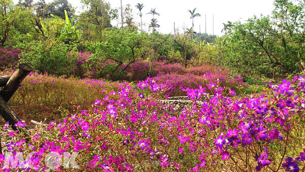 一面賞花，一面享受登山健行的雅趣。（圖片提供／台南市政府觀光旅遊局）