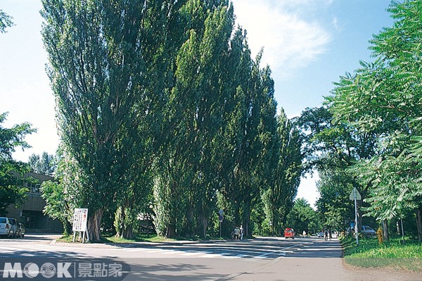 在北海道廣大青空下筆直聳立的白楊木，是北大最著名的景致。（圖片提供／墨刻編輯部）