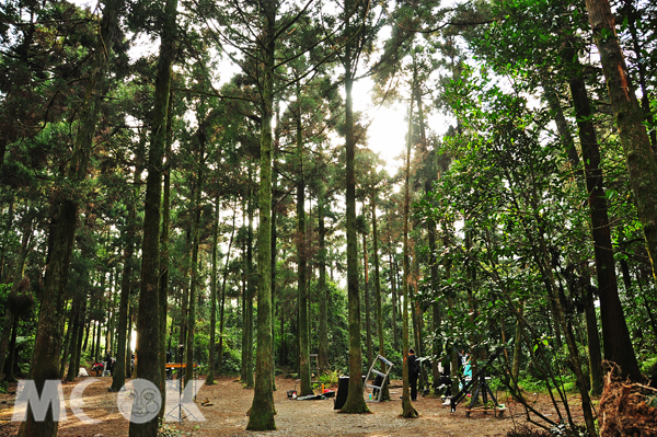 「黑森林」是知名的婚紗拍攝場景。（圖片來源／取自台北市政府工務局大地工程處官網）