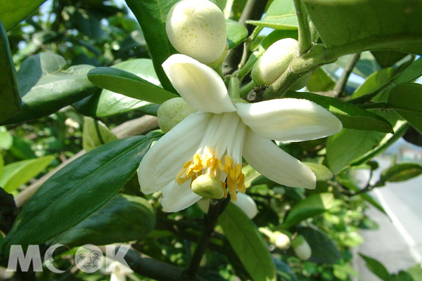 宜蘭縣冬山鄉柚花季開跑即日起登場。（圖片提供／雄獅集團）