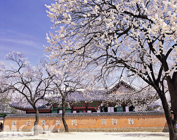首爾昌慶宮是首爾市區的賞櫻首選之一。（圖片提供／韓國觀光公社）