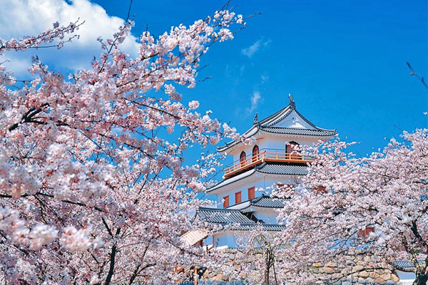 白石城櫻花祭將於4月登場。（圖片來源／取自日本旅遊活動 VISIT JAPAN NOW粉絲團）