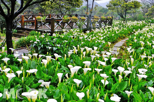 置身在白色花海，享受海芋浪漫的氣息。（圖片提供／台北市產發局提供）