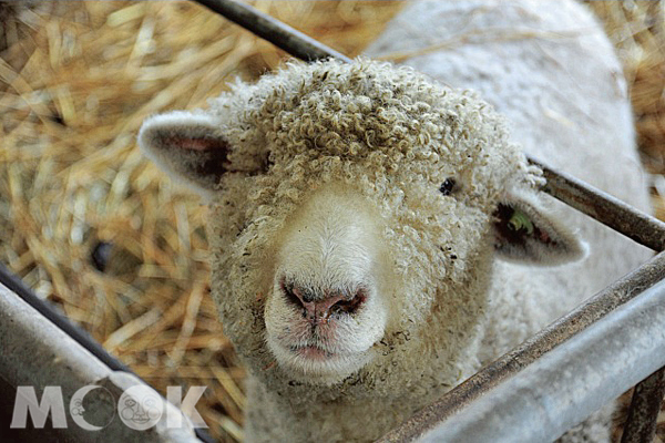 世界綿羊館裡的綿羊。（圖片提供／TRAVELER Luxe旅人誌）