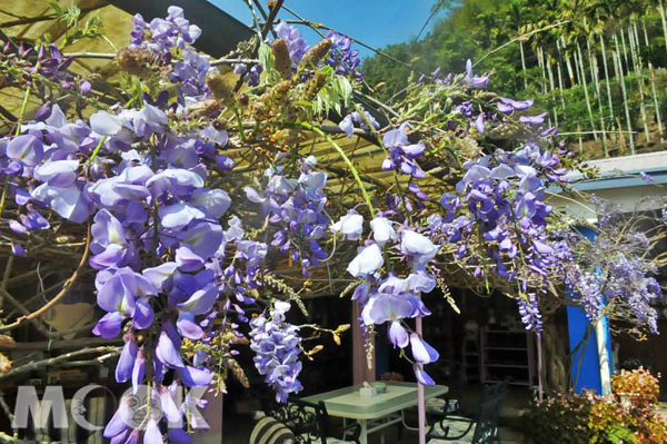 在日本，紫藤花是幸福的象徵。（圖片來源／取自張花冠(小花)縣長粉絲團）
